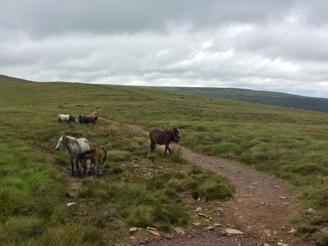 more Mountain Ponies