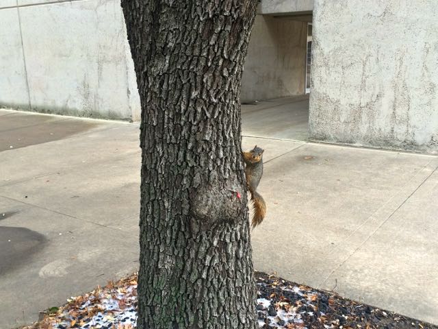the obligatory squirrel