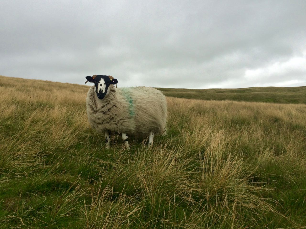 yorkshire sheep