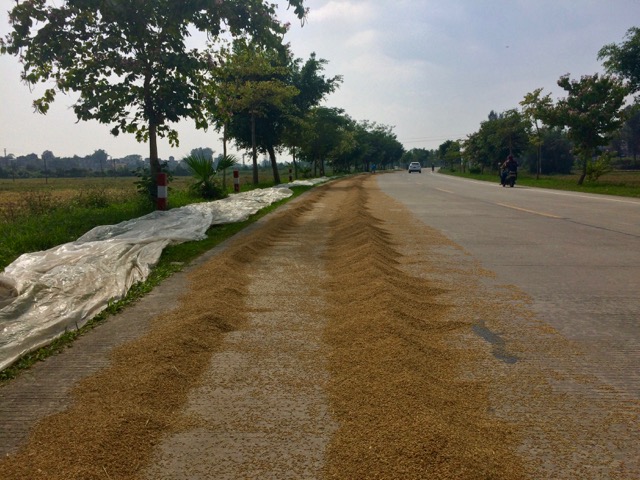drying rice on the street
