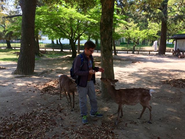 feeding deer in Nara