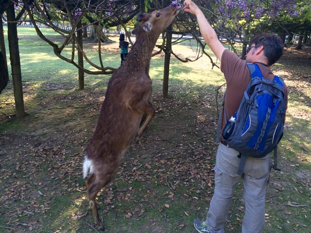 teaching deer some tricks