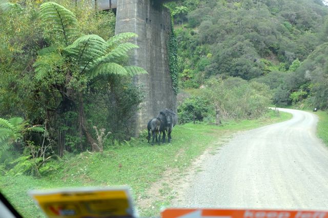 some cows on the road