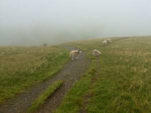 sheep in the cloud