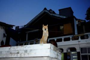 no wolf, just a dog on a roof...