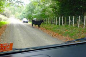 cow AND oncoming traffic. That's unusually busy...