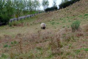 Ebony, the last remaining sheep from England.