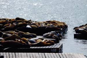 the sea lions on Pier 39!