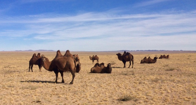 camels - 1