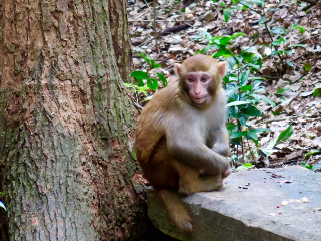 monkey - 1