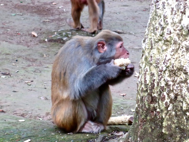 monkey2 - 1